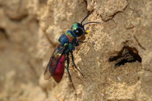Spinolia sp.